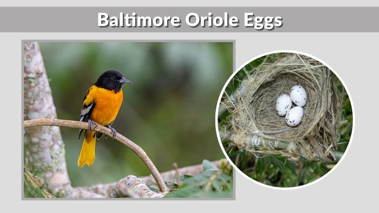 Baltimore Oriole Eggs