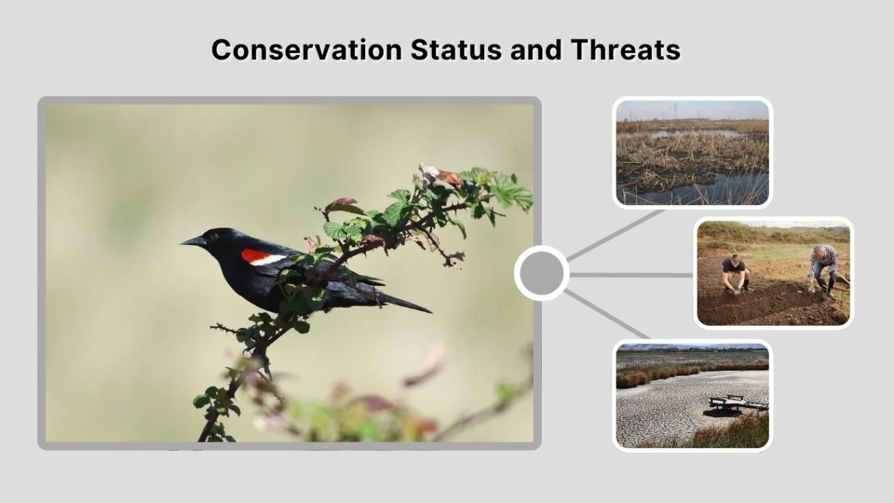 Conservation Status and Threats
