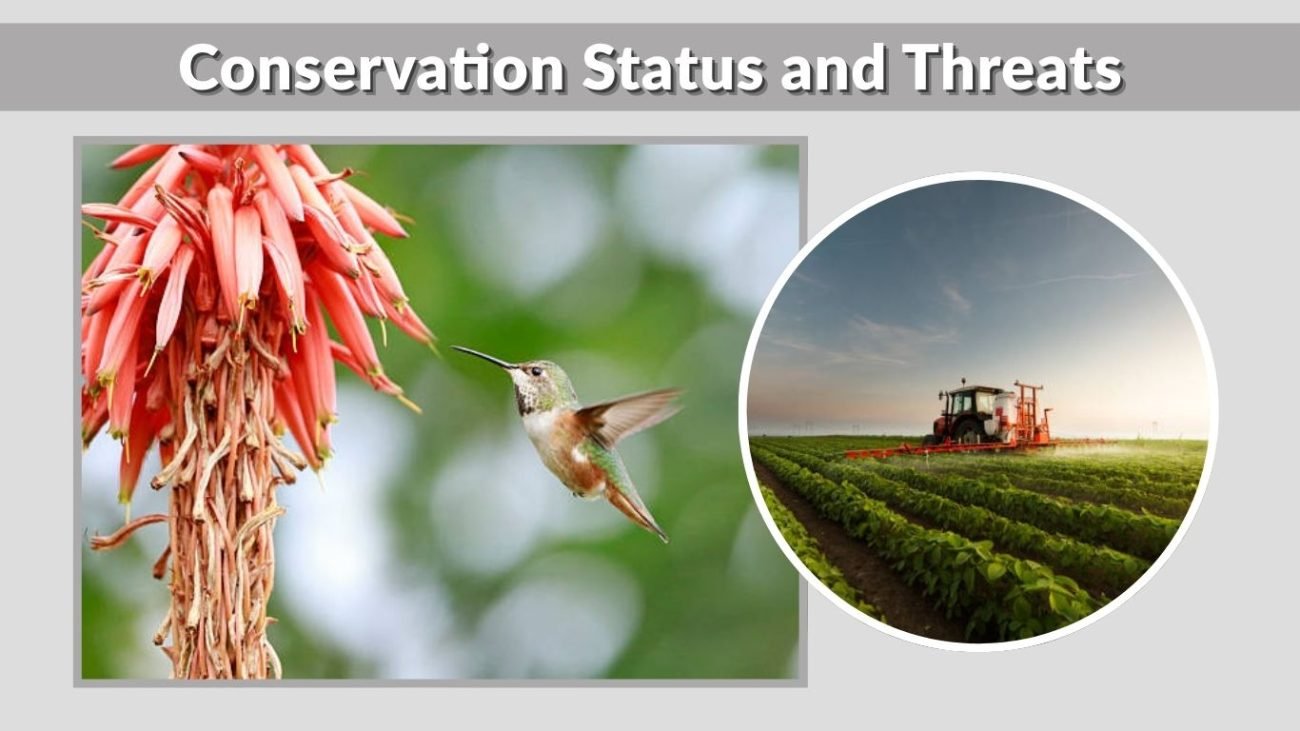 Conservation Status and Threats