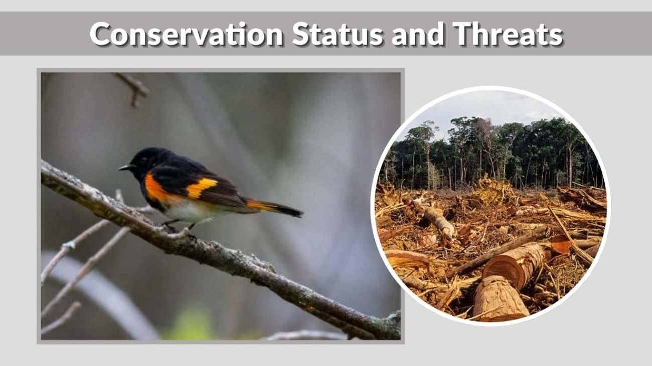 Conservation Status and Threats