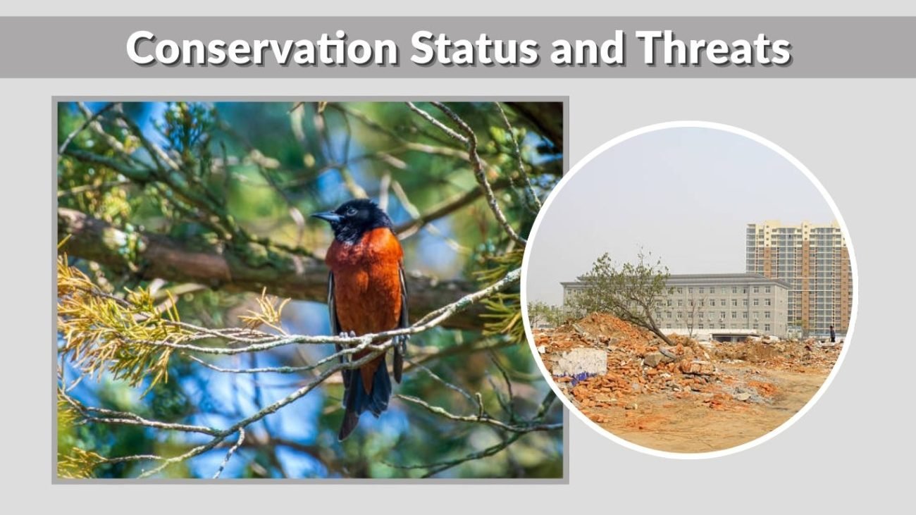 Conservation Status and Threats