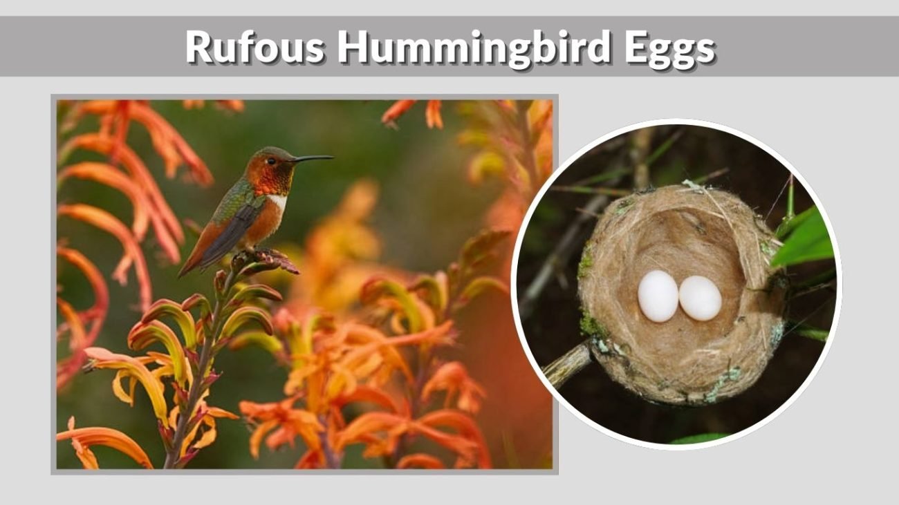 Rufous Hummingbird Eggs