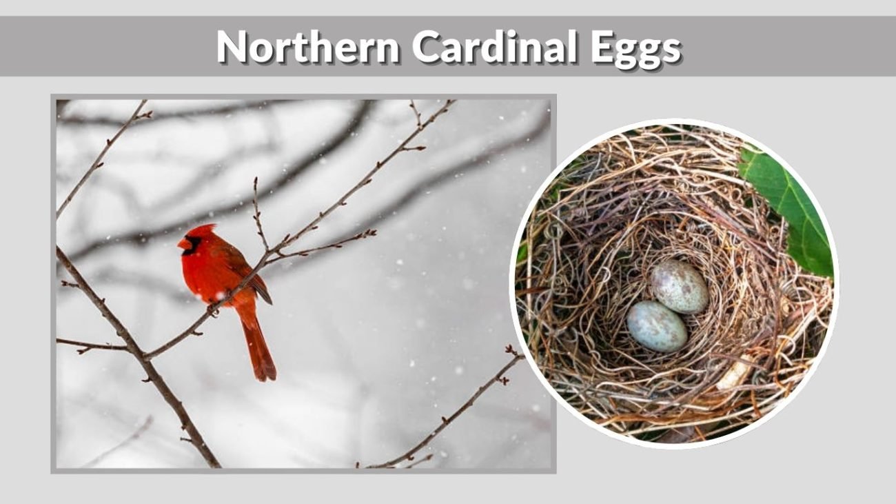 Northern Cardinal Eggs