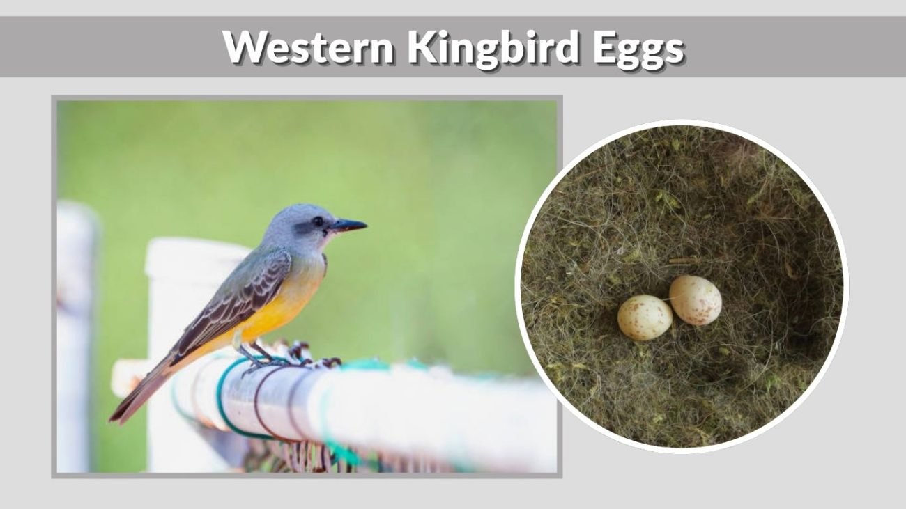 Western Kingbird Eggs