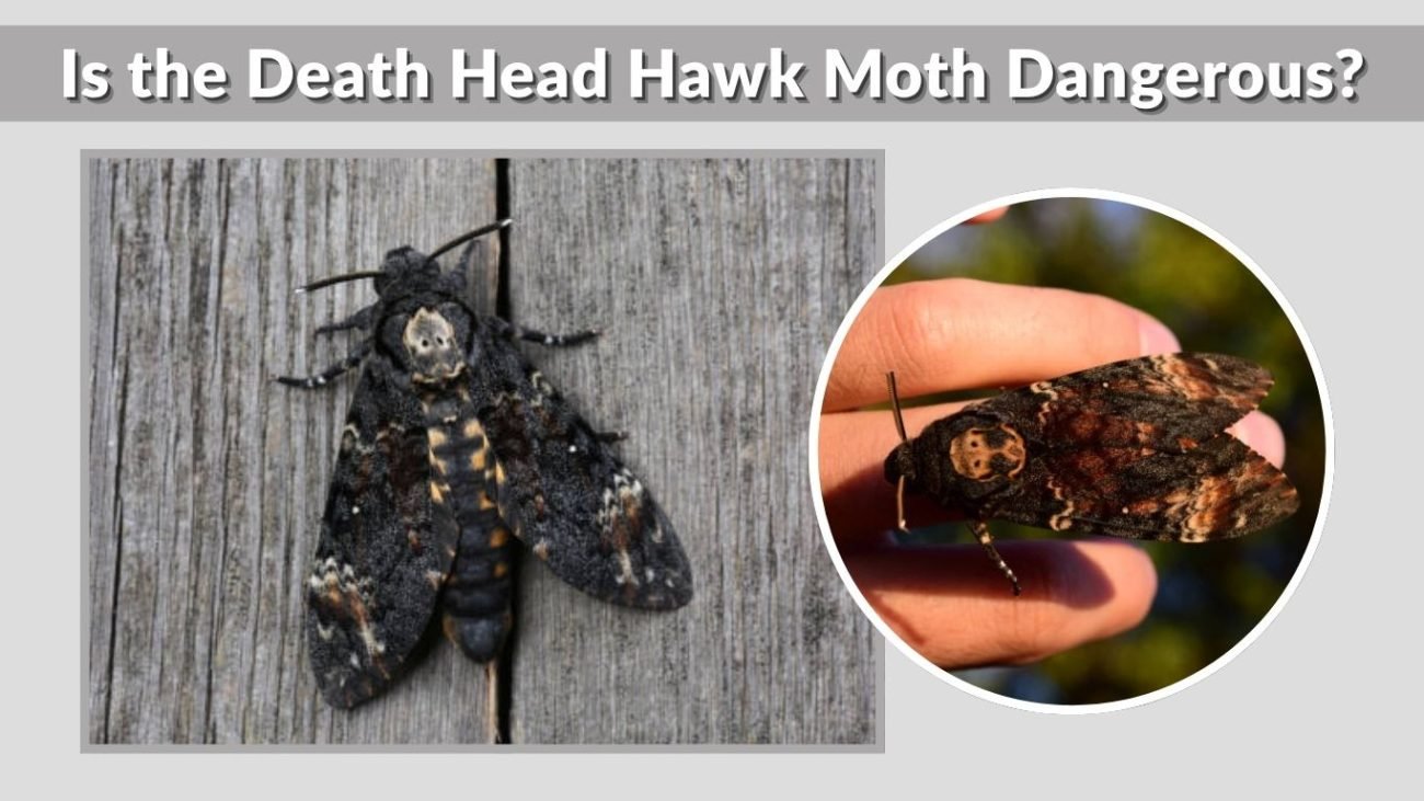 Is the Death Head Hawk Moth Dangerous?