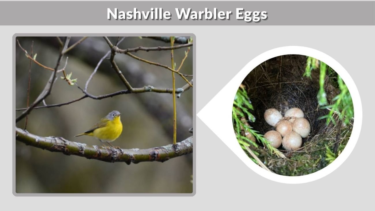 Nashville Warbler Eggs