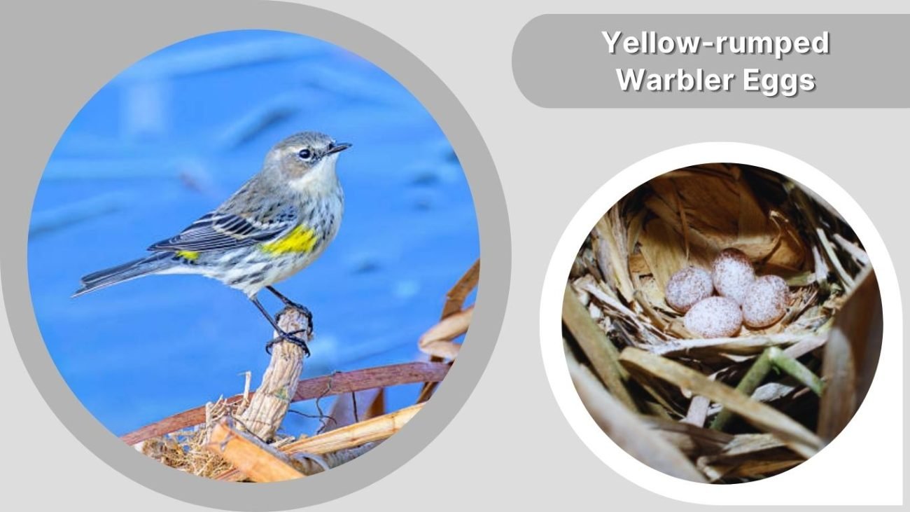 Yellow-rumped Warbler Eggs