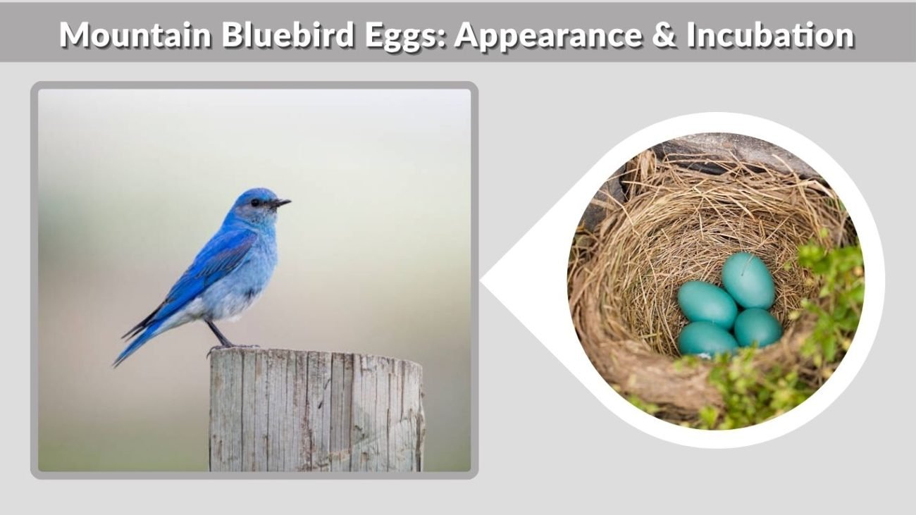 Mountain Bluebird Eggs: Appearance & Incubation