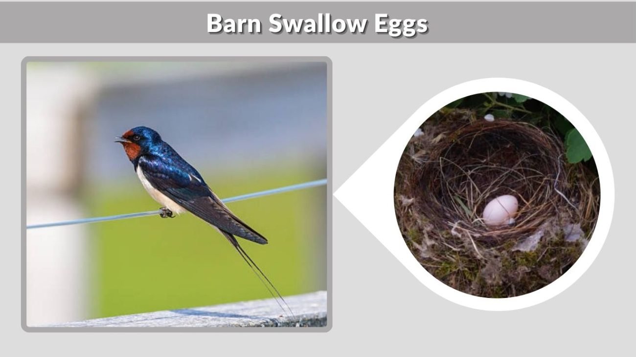 Barn Swallow Eggs: Appearance & Incubation