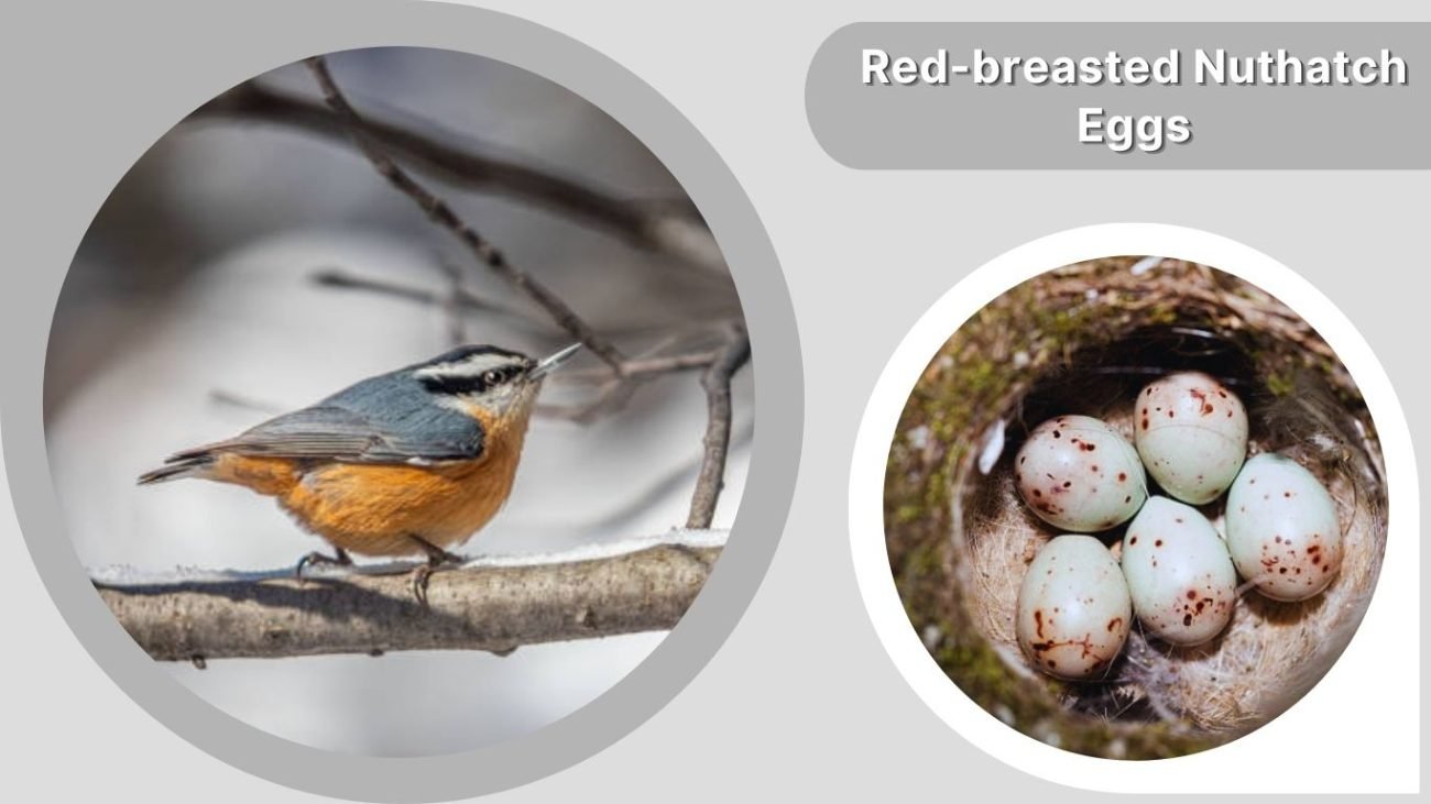 Red-breasted Nuthatch Eggs: Appearance & Incubation