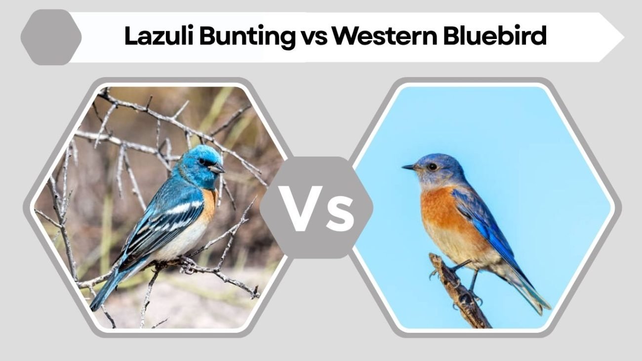 Lazuli Bunting vs Western Bluebird