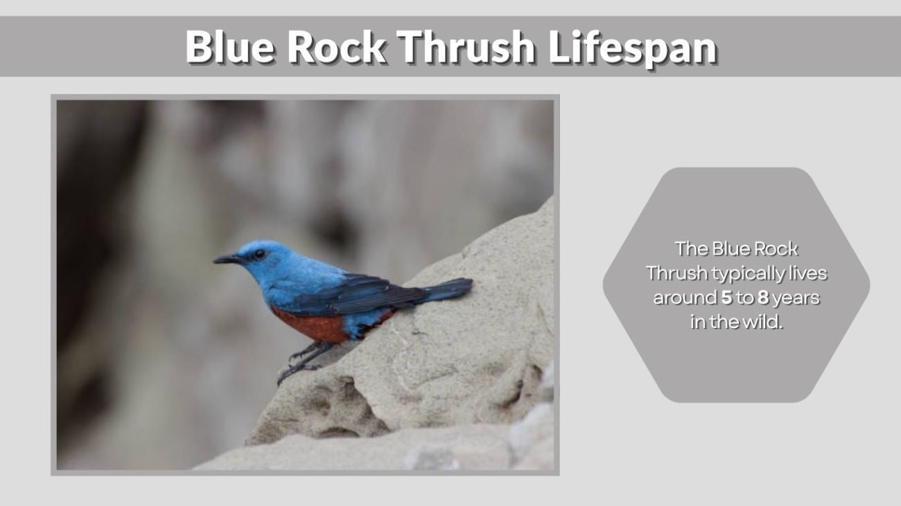 Blue Rock Thrush Lifespan