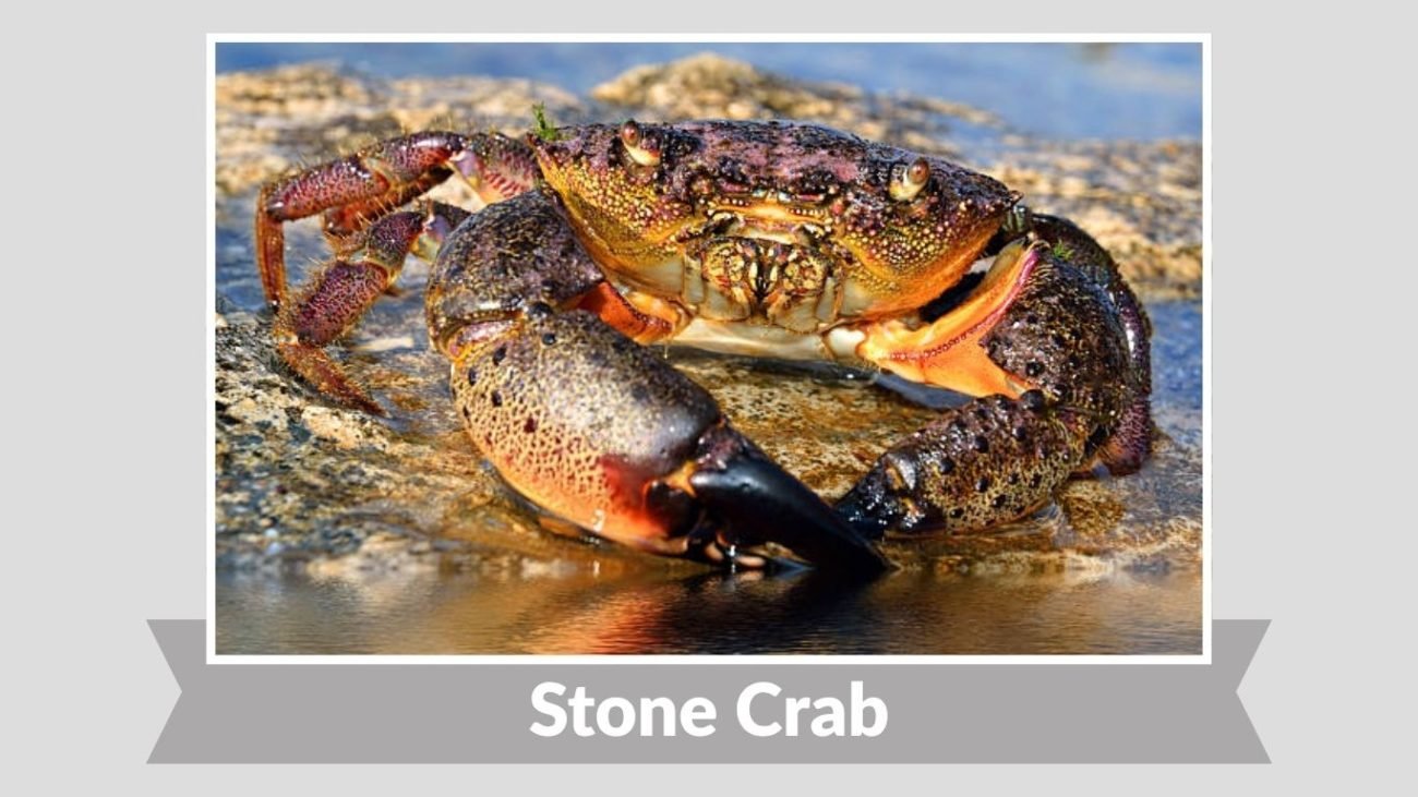 Stone Crab