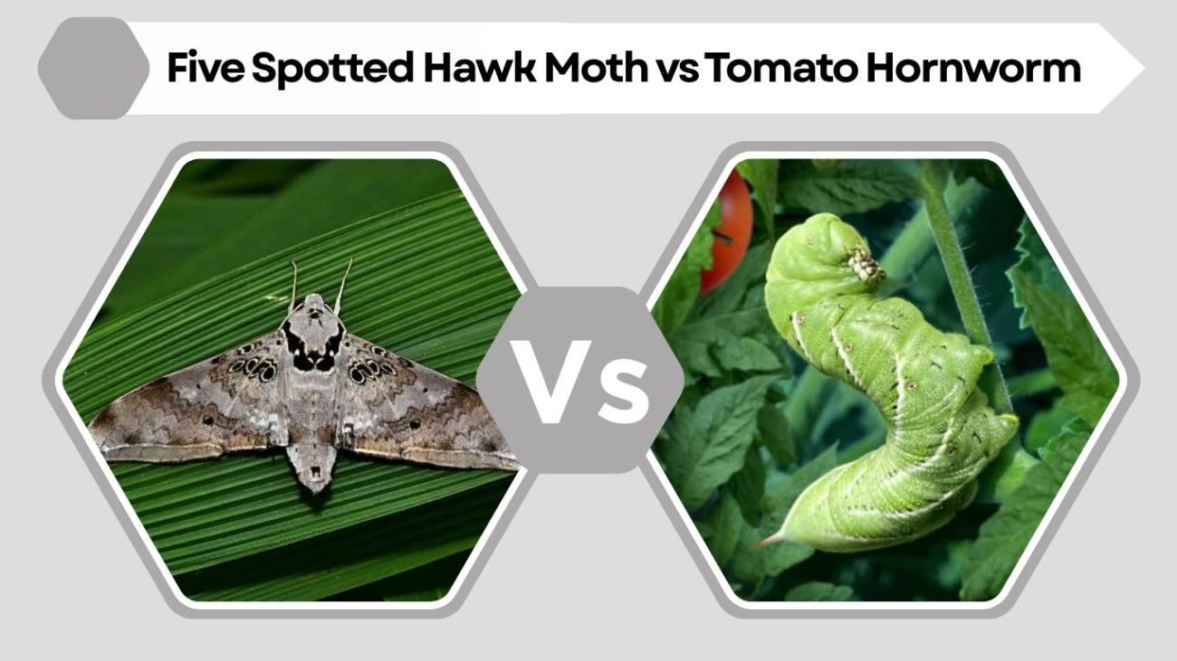 Five Spotted Hawk Moth vs Tomato Hornworm