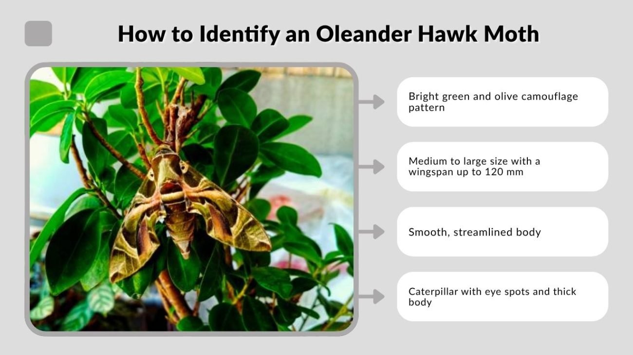 How to Identify an Oleander Hawk Moth