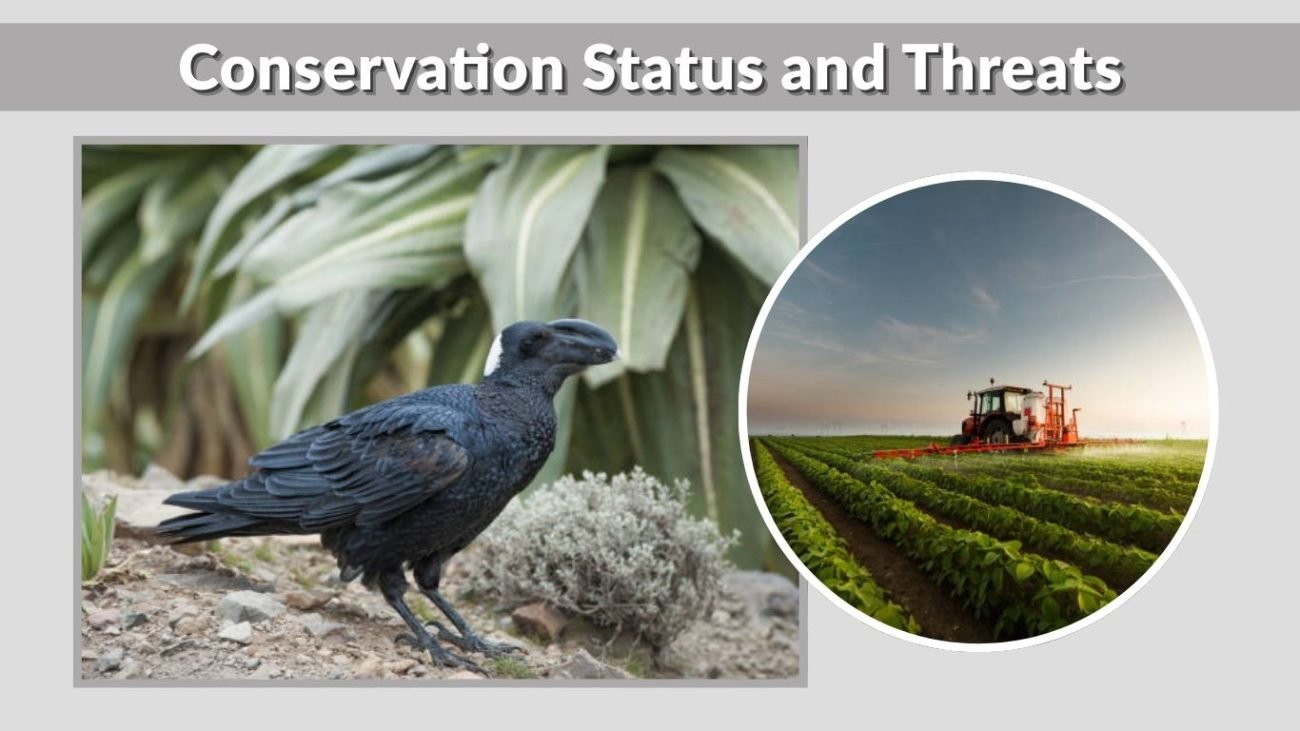 Conservation Status and Threats