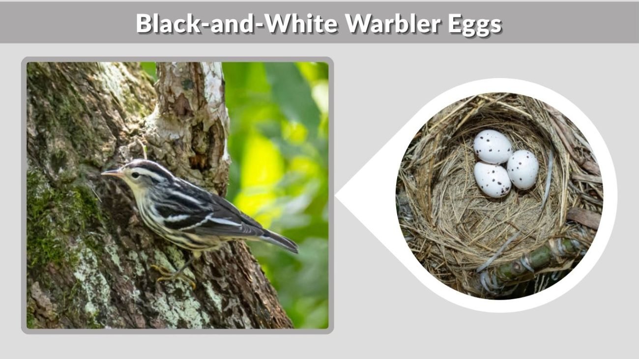 Black-and-White Warbler Eggs