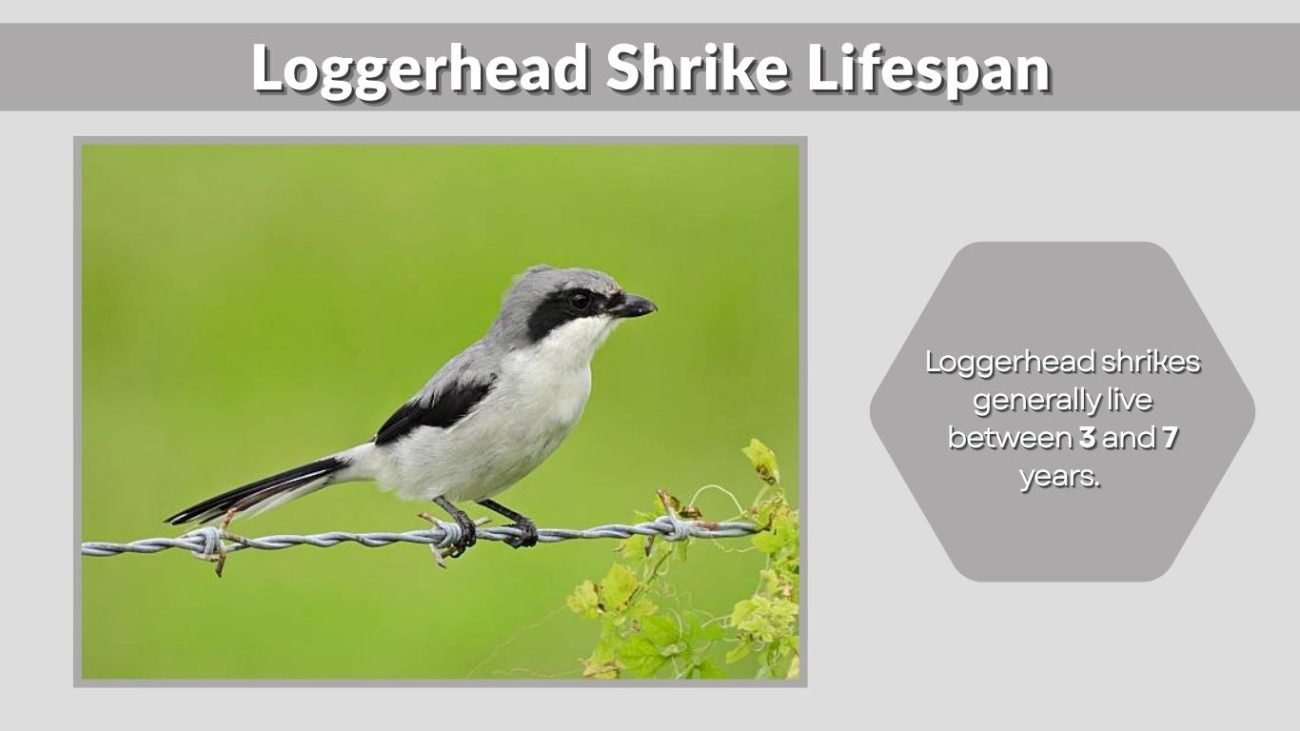 Loggerhead Shrike Lifespan
