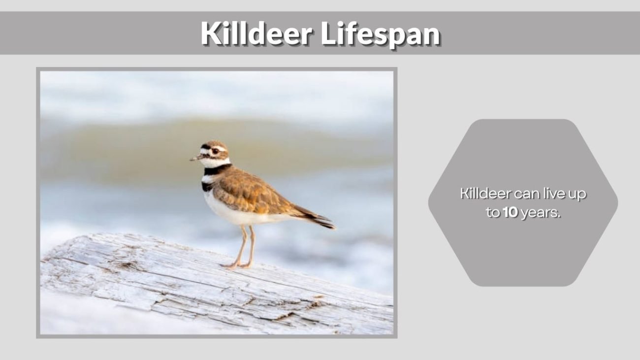 Killdeer Lifespan