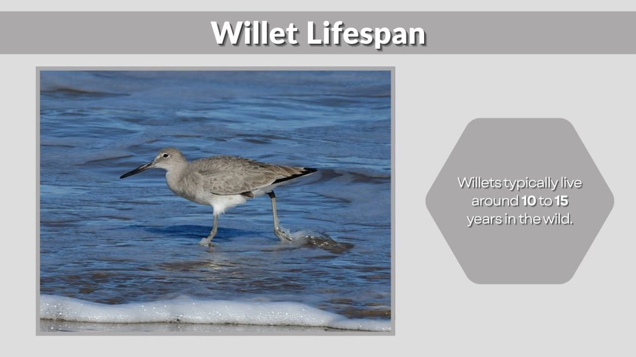 Willet Lifespan