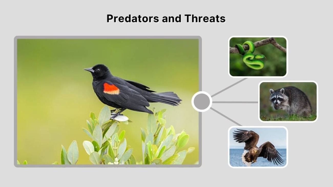 Predators and Threats