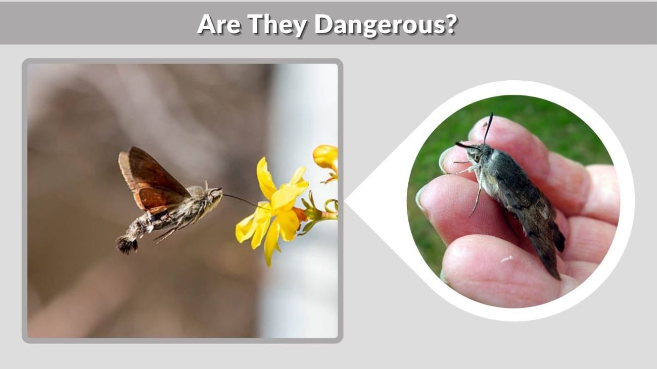 Are They Dangerous?