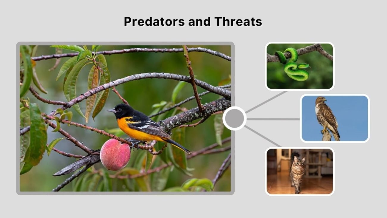 Predators and Threats