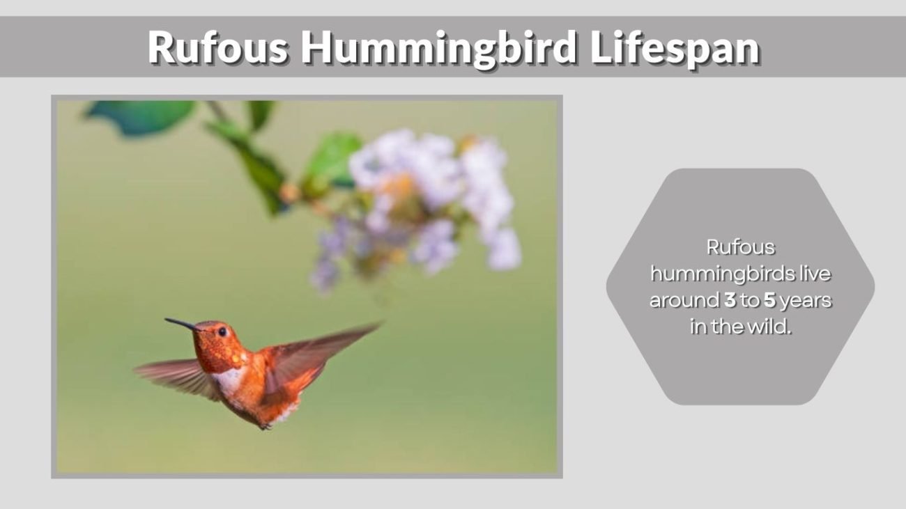 Rufous Hummingbird Lifespan