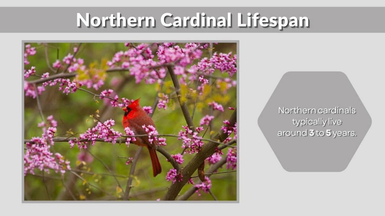 Northern Cardinal Lifespan