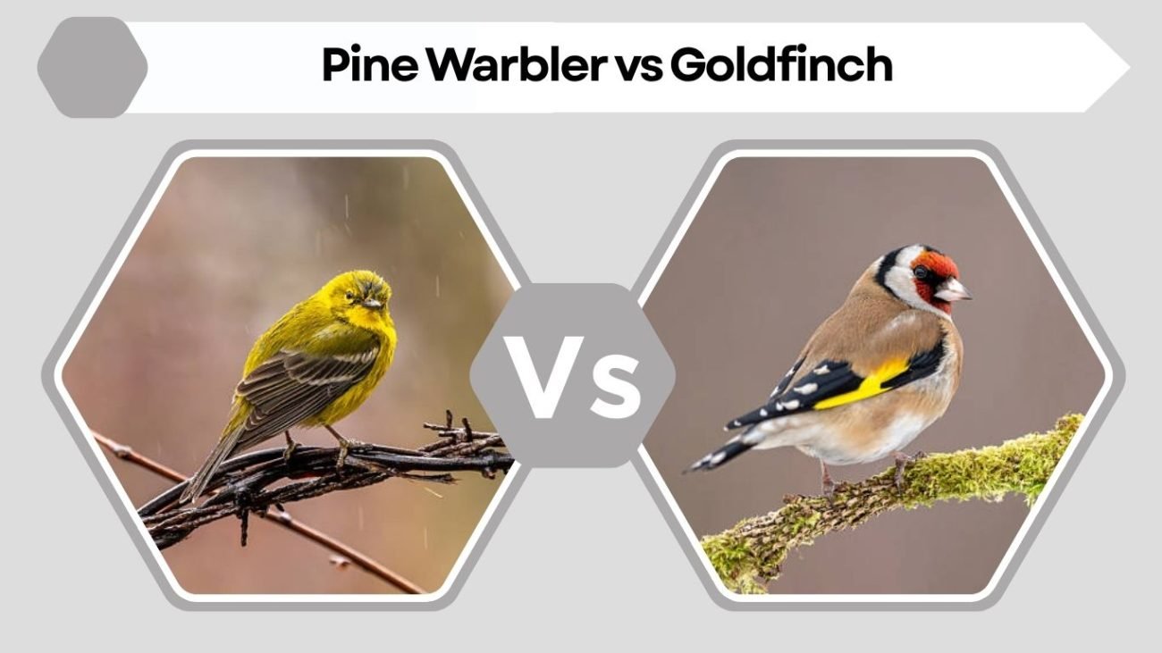 Pine Warbler vs Goldfinch