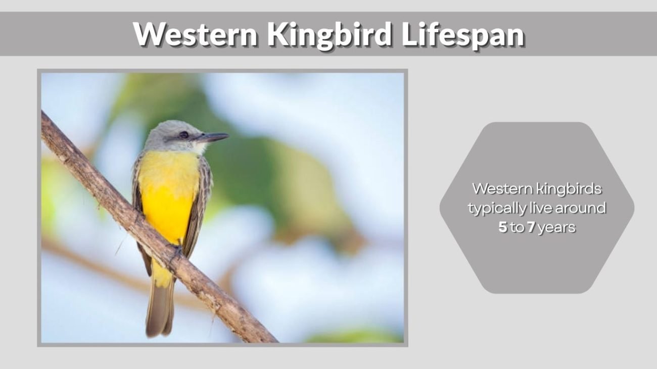 Western Kingbird Lifespan