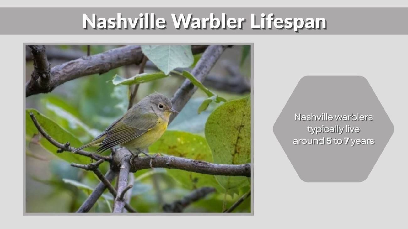 Nashville Warbler Lifespan