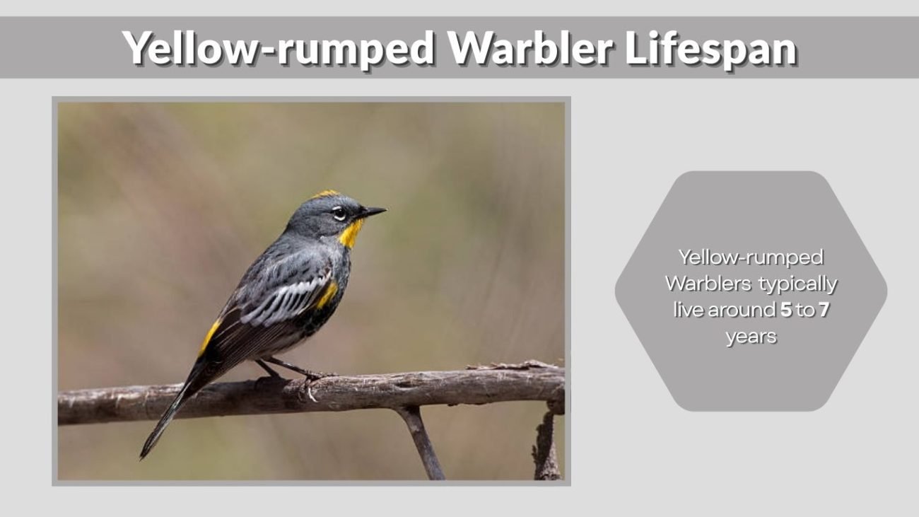 Yellow-rumped Warbler Lifespan