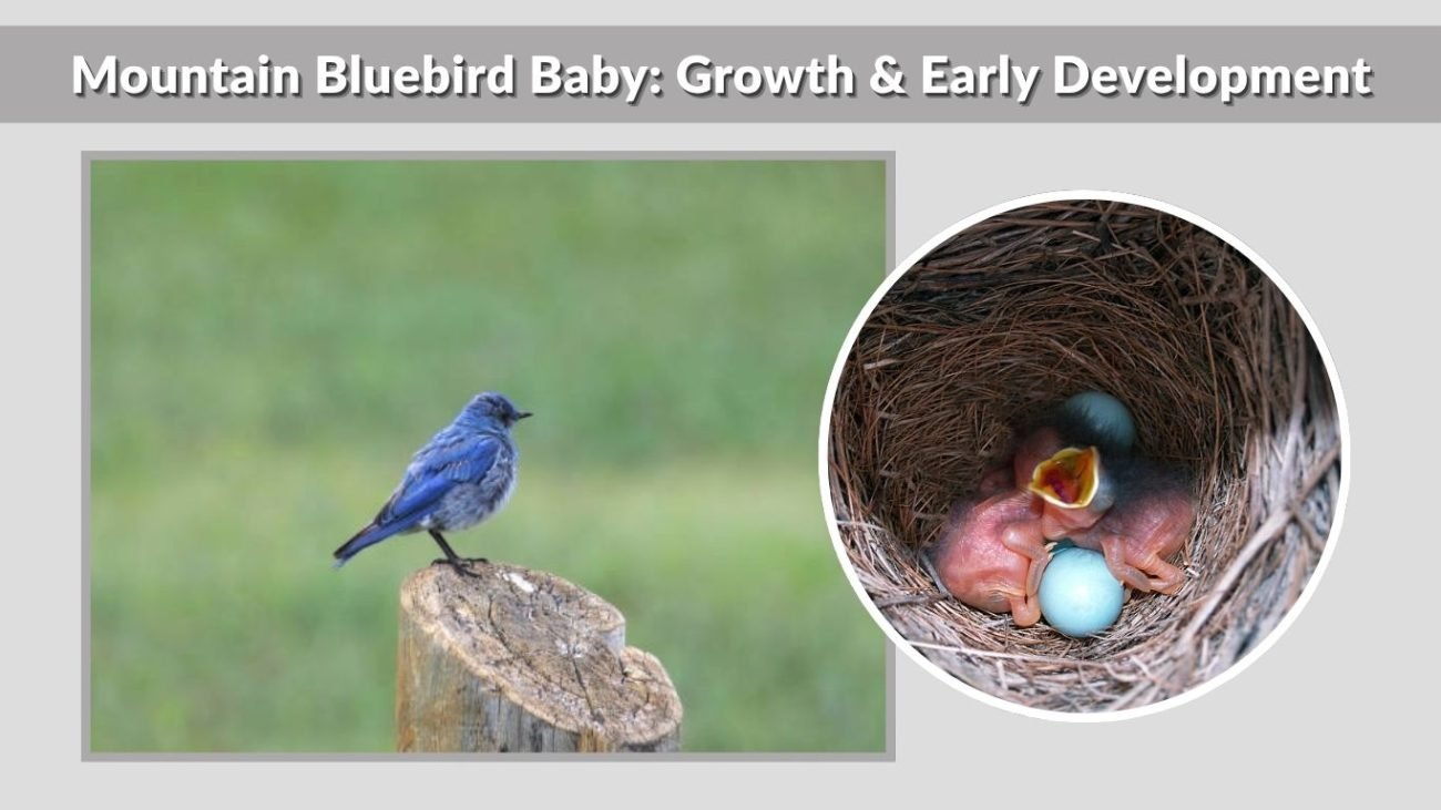 Mountain Bluebird Baby: Growth & Early Development