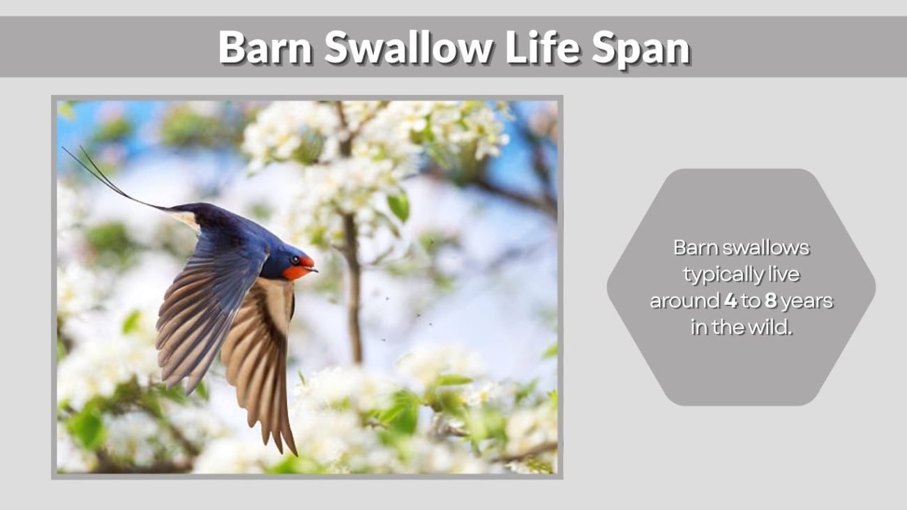 Barn Swallow Life Span: How Long Do They Live?