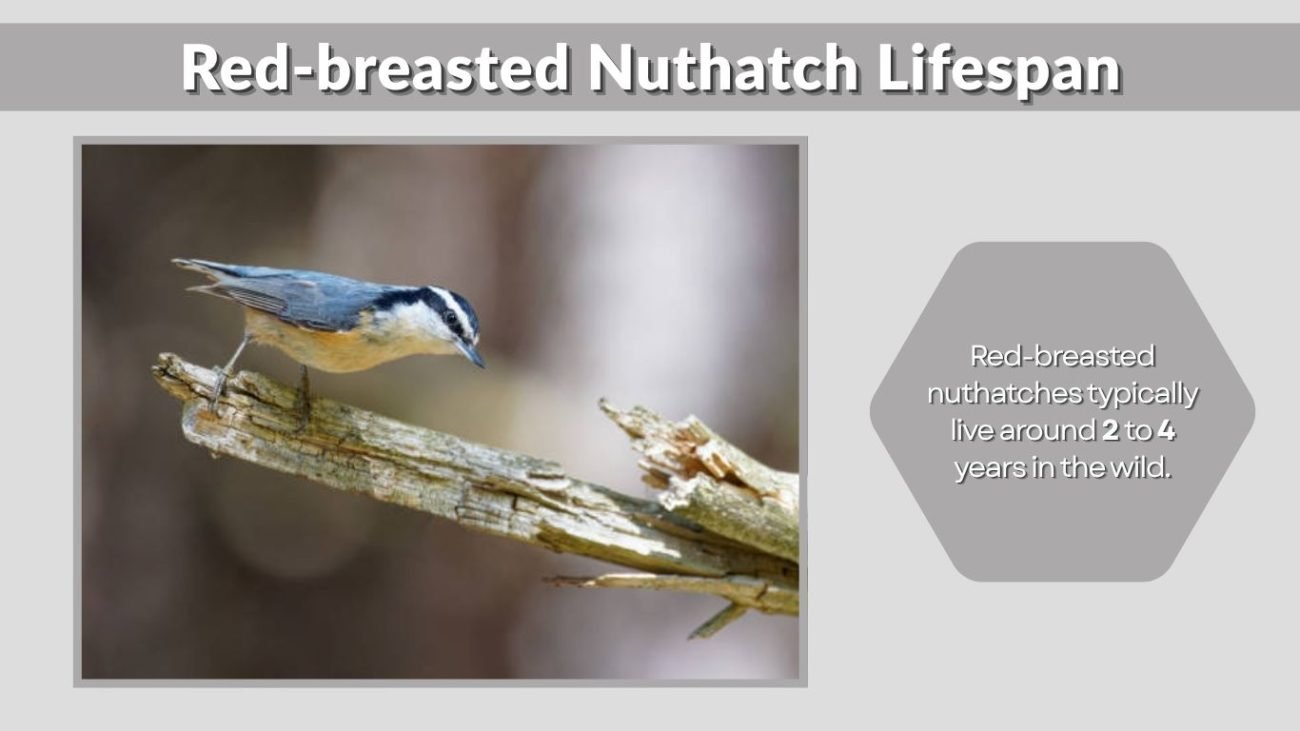 Red-breasted Nuthatch Lifespan: How Long Do They Live?