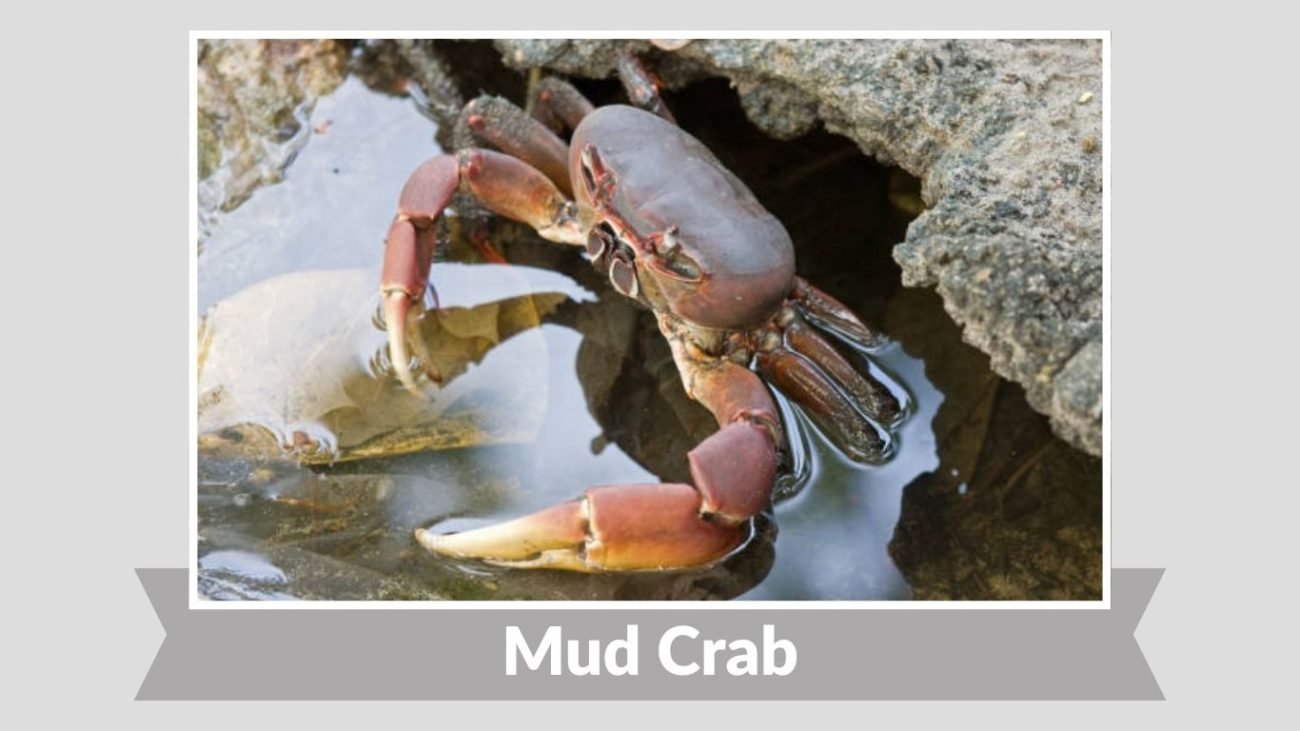 Mud Crab