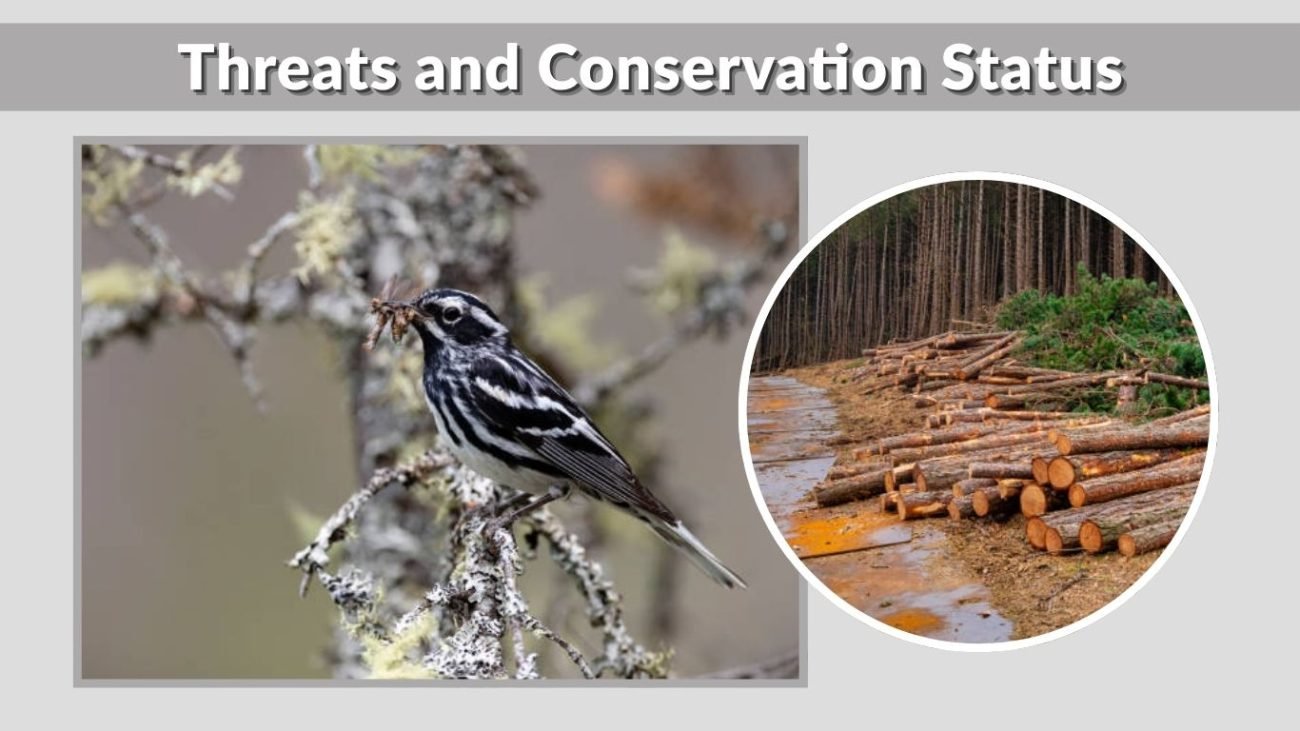 Threats and Conservation Status