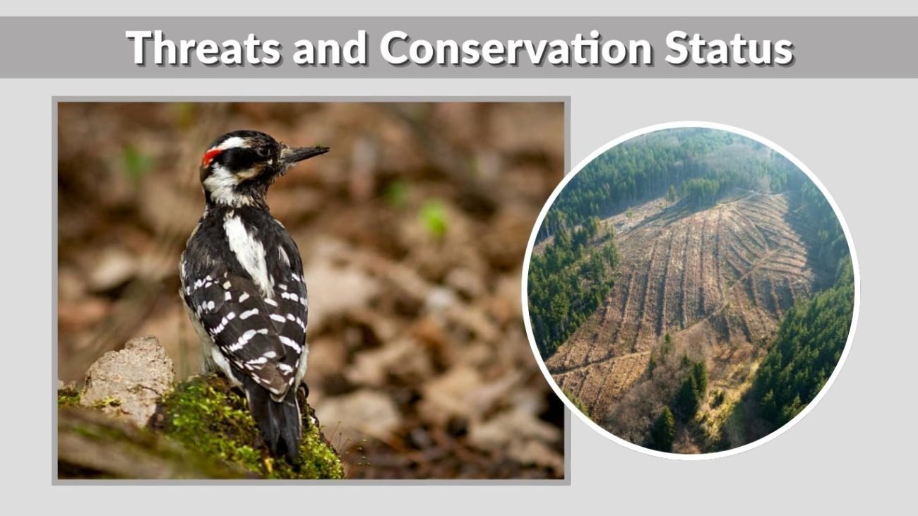Threats and Conservation Status