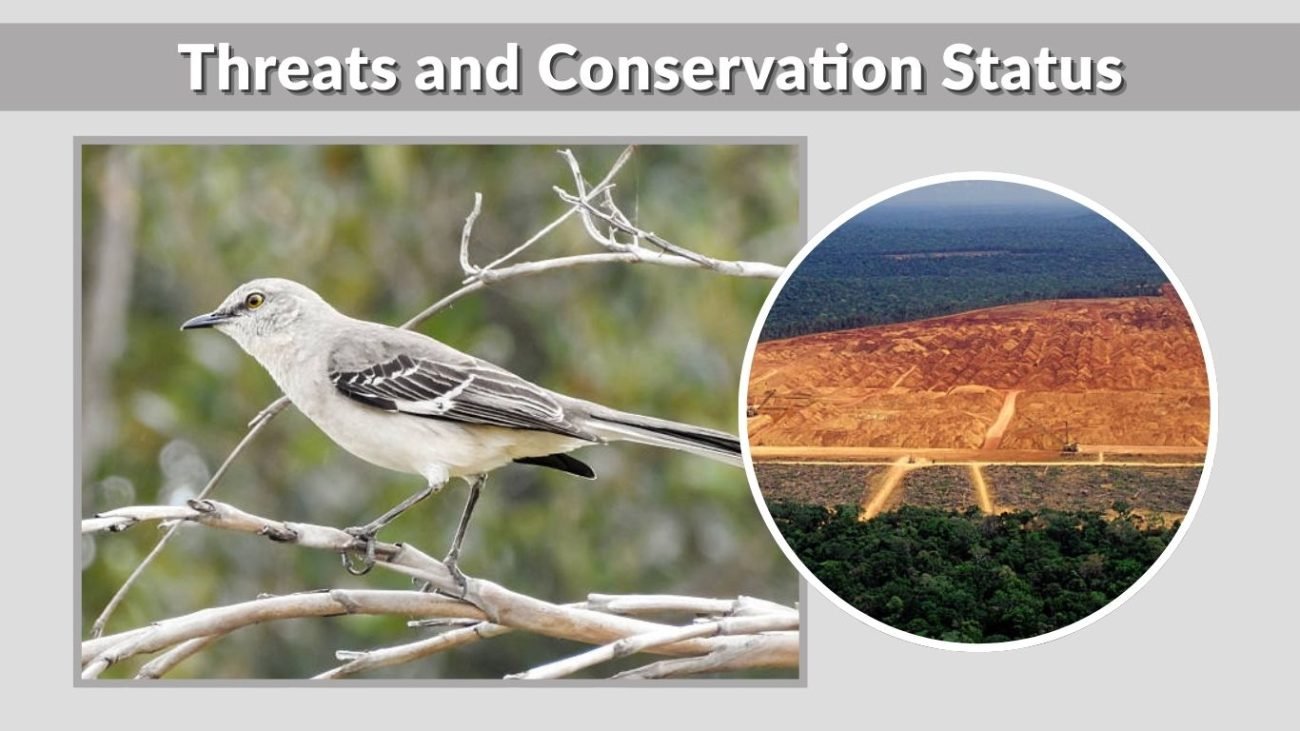 Threats and Conservation Status