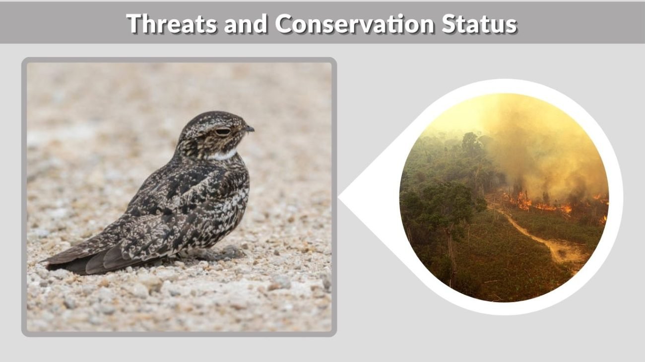 Threats and Conservation Status