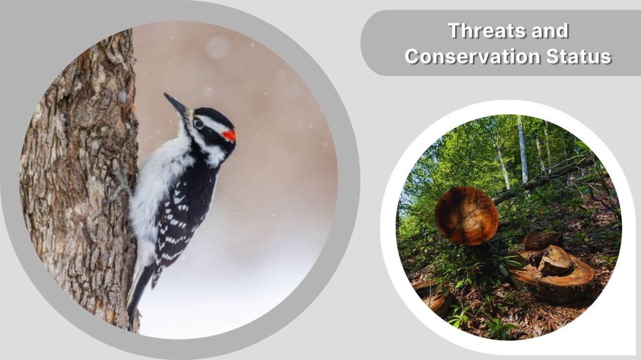 Threats and Conservation Status