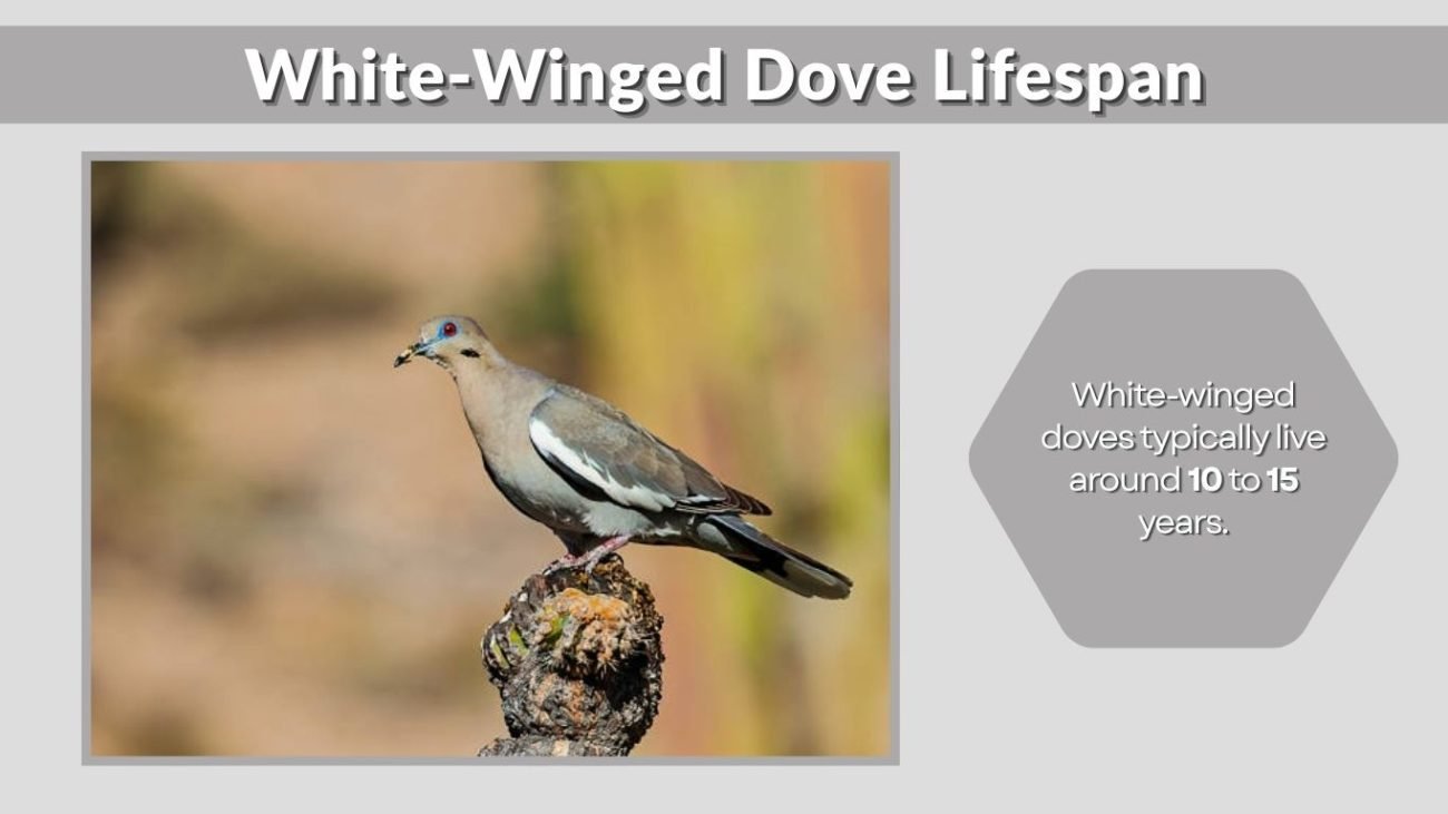 White-Winged Dove Lifespan