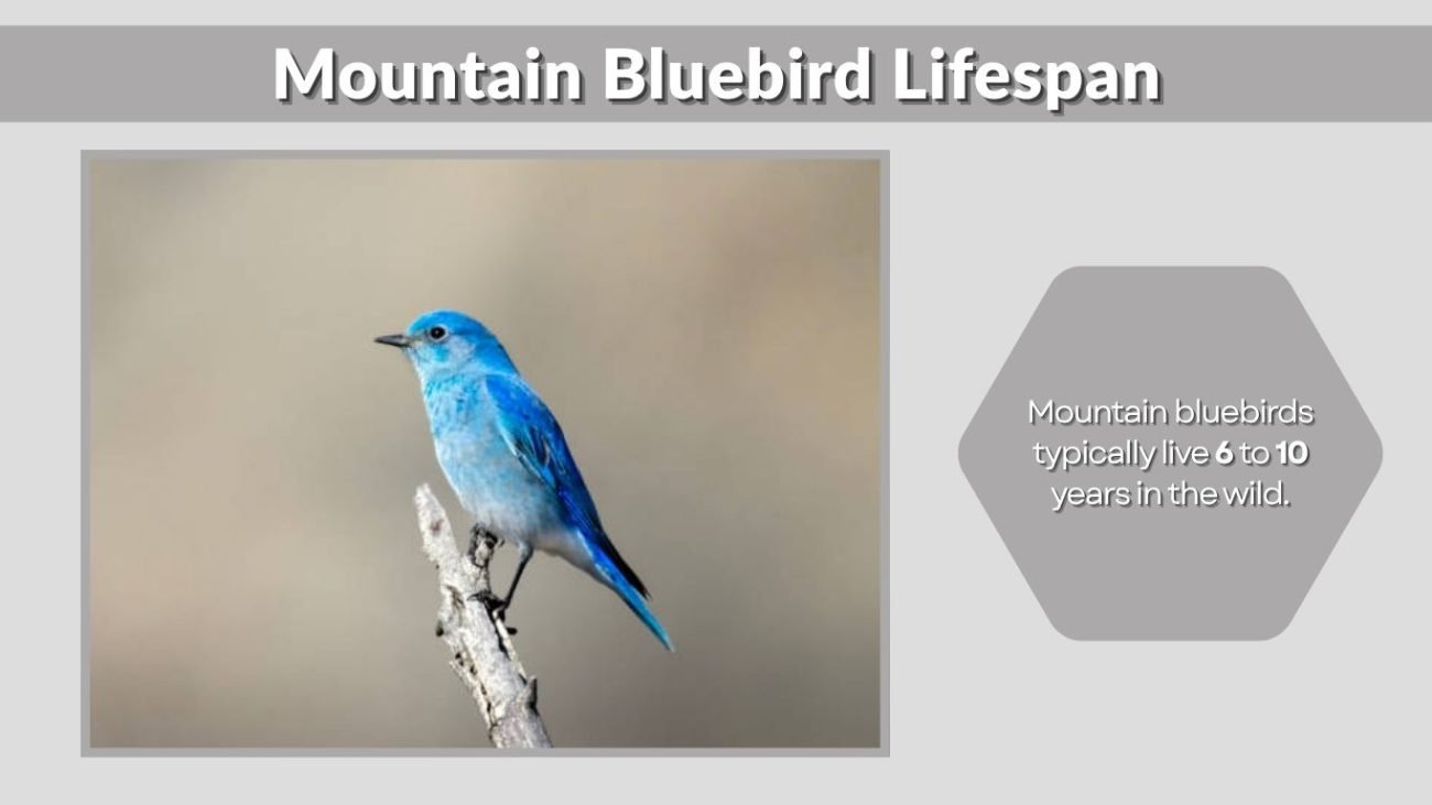 Mountain Bluebird Lifespan: How Long Do They Live?