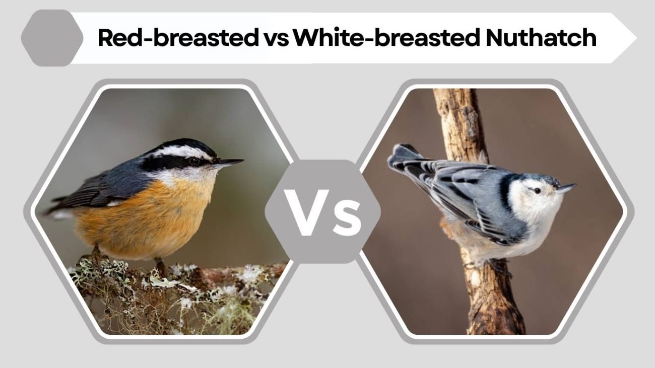 Red-breasted vs White-breasted Nuthatch