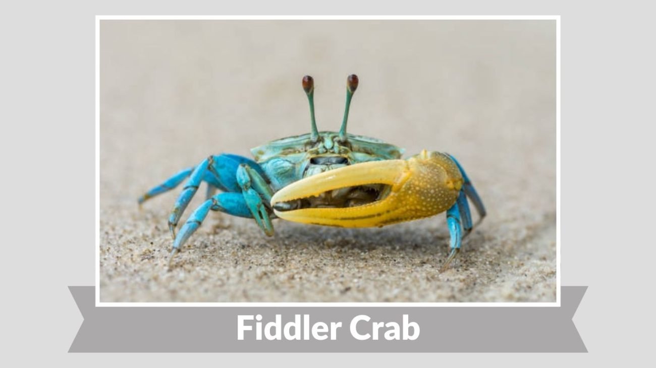 Fiddler Crab