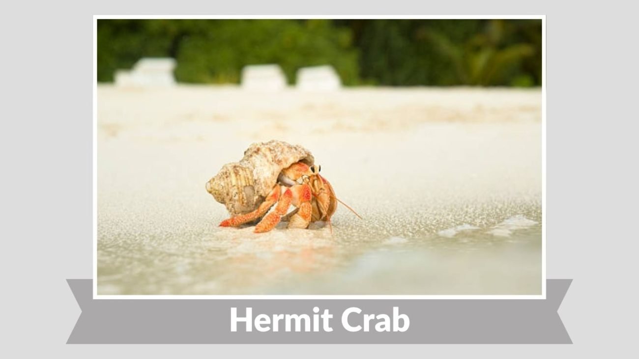 Hermit Crab