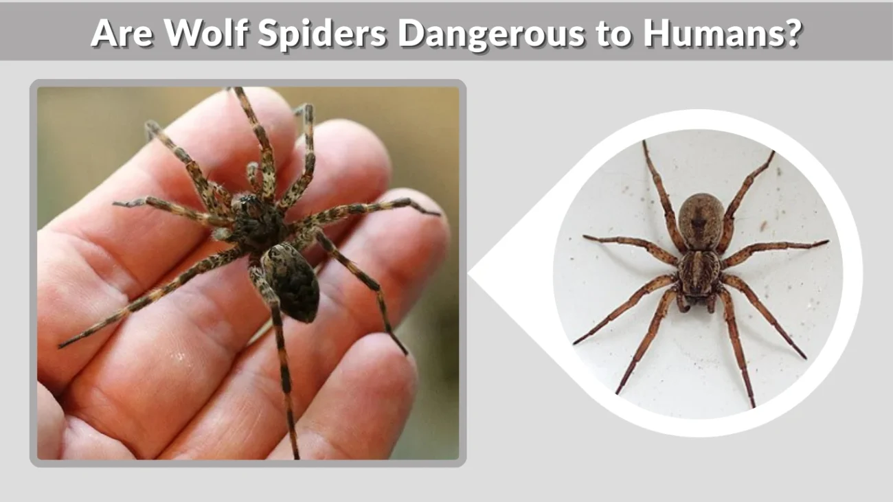 Are Wolf Spiders Dangerous to Humans
