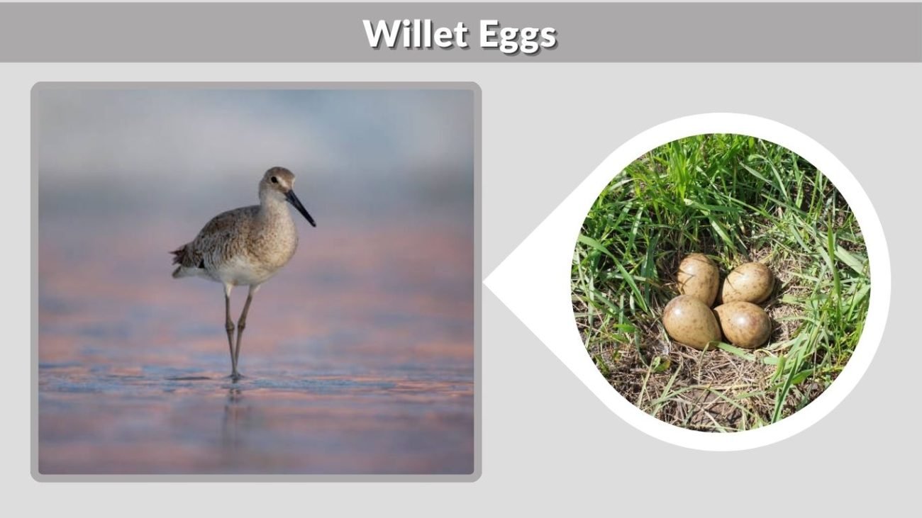 Willet Eggs