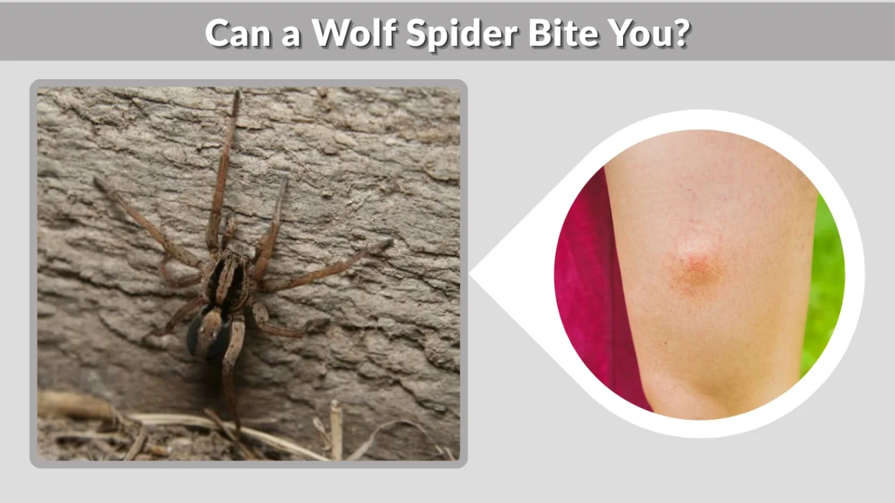 Can a Wolf Spider Bite You